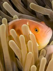 pic for Pink Anemonefish 480x640